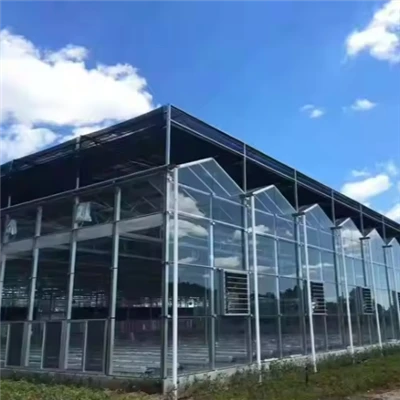Txiv lws suav iav Greenhouse